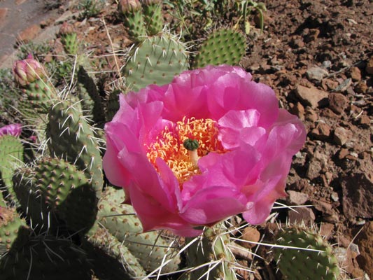 hot pink bloom on pricklypear cactus
