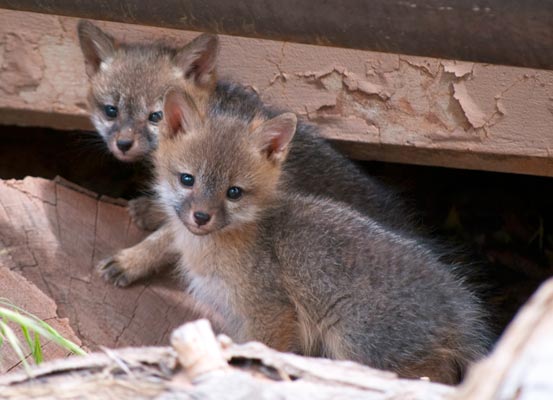 two grey fox kits two grey fox kits