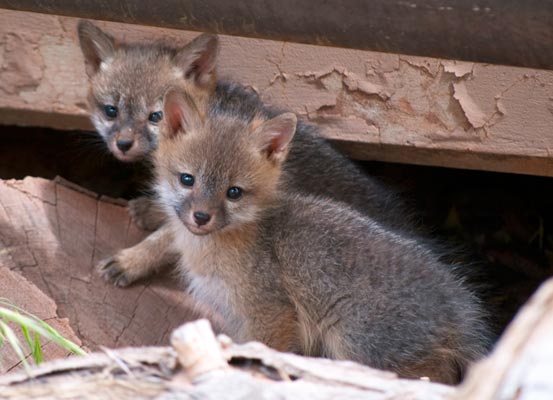 two grey fox kits