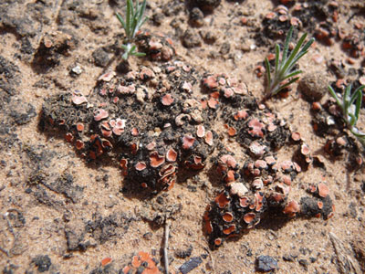 bumpy dirt with small red lichen on top of bumps bumpy dirt with small red lichen on top of bumps