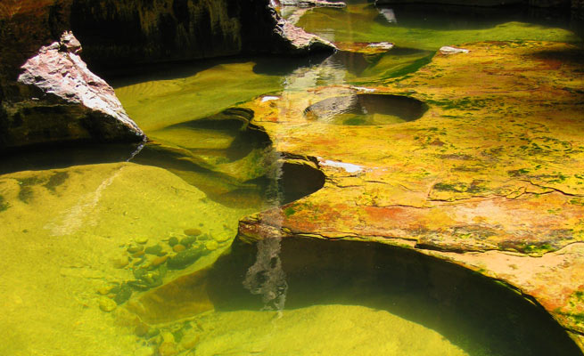 pools with green algae water pools with green algae water