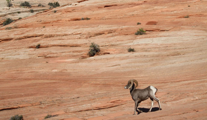 bighorn sheep on slickrock bighorn sheep on slickrock