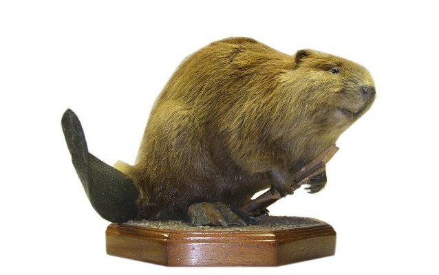 A mounted beaver