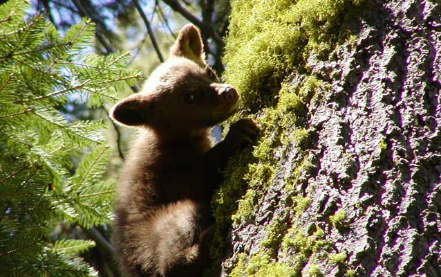 A black bear cub climbs a tree A black bear cub climbs a tree