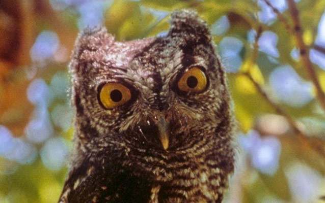 An owl stares at the camera. An owl stares at the camera.