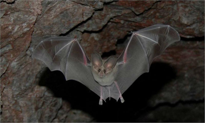 A bat flies through a cave.