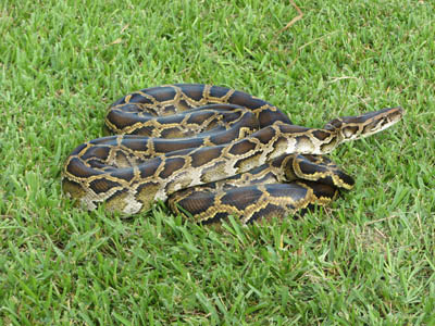 A large snake coiled in the grass