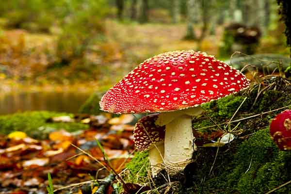 A bright red mushroom on a mossy forest floor