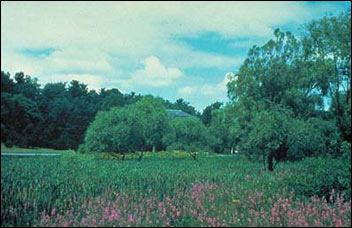 Flowers and trees in grassy field