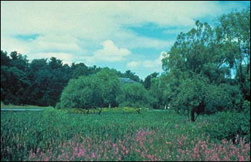 Flowers and trees in grassy field Flowers and trees in grassy field