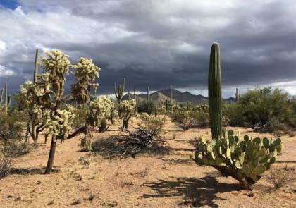 A desert landscape with saguaro cactus, prickly pear, and cholla and thunderclouds in the background