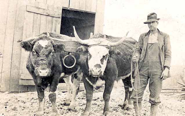 A Homesteader with his team of oxen