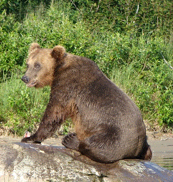 A brown bear sits on a rock by water.