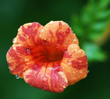 Orange Trumpet Vine flower