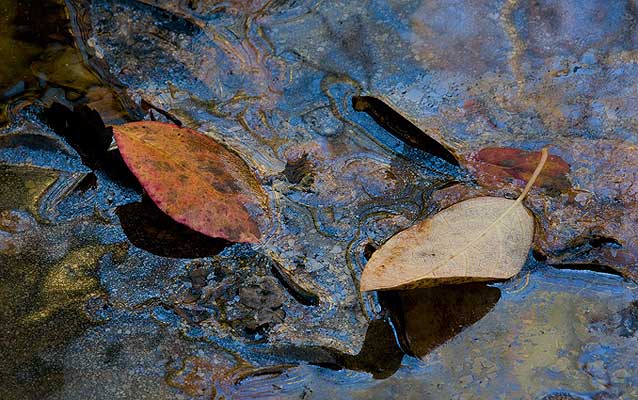 Leaves on a water-covered rock.