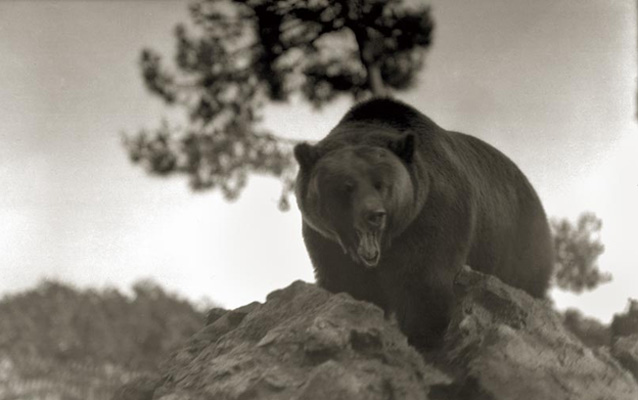 black and white photo of a grizzly bear standing on a rock black and white photo of a grizzly bear standing on a rock