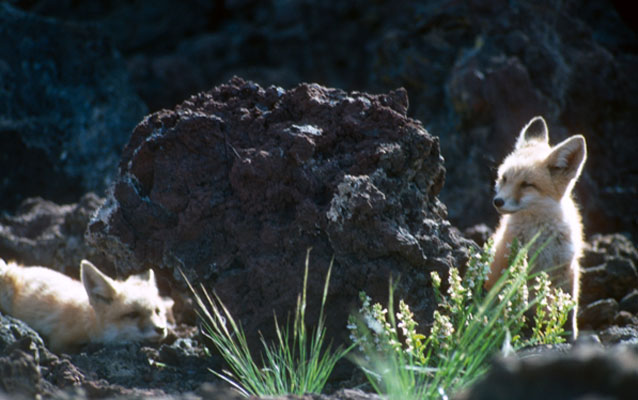 Fox pups near lava rock