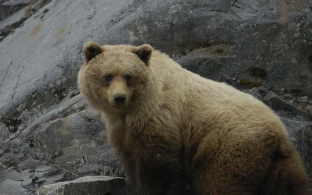 Brown bear in Glacier Bay
