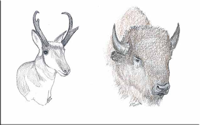 Pronghorn Antelope and Bison (NPS Sketches) Pronghorn Antelope and Bison (NPS Sketches)