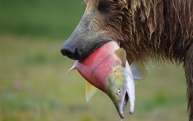 Brown bear holding a red colored salmon in its mouth