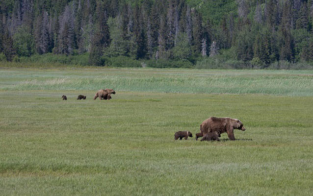 two mother grizzlies, each with several cubs, walking through a grassy field