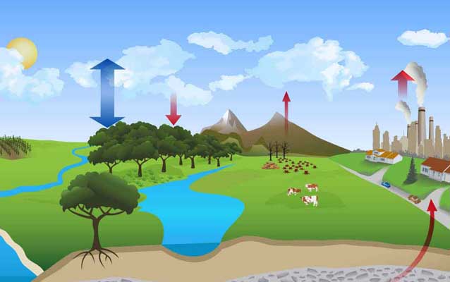 Graphic image depicting the Carbon Cycle