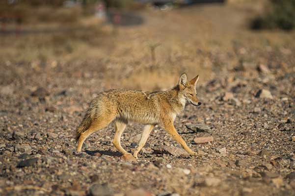 Thriving in Death Valley Pre Trip Activity - Teachers (. National Park  Service)