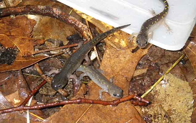 Spotted Salamanders Second Grade Teachers U S National Park Service
