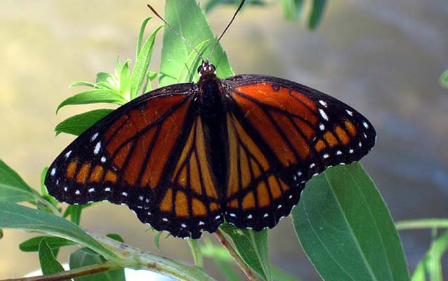 Monarch butterfly landed on green plant Monarch butterfly landed on green plant