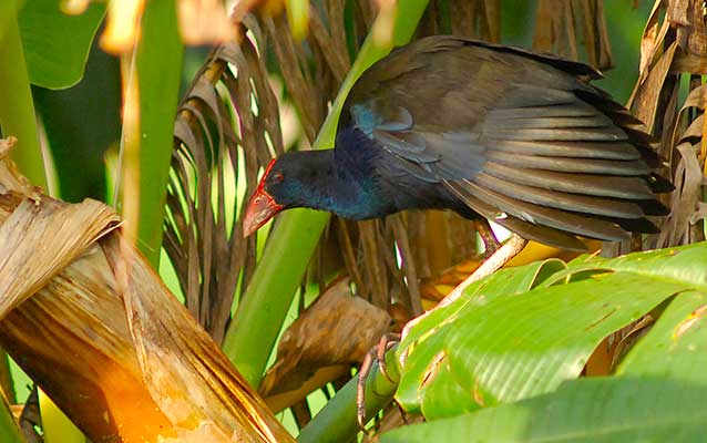 Large bird perched on tropical plant Large bird perched on tropical plant