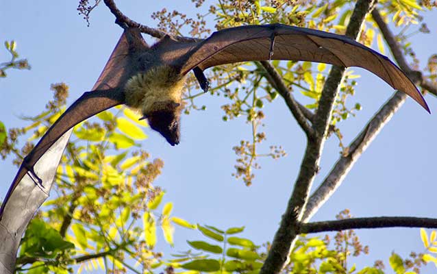 A fruit bat with wings spread hanging upside down from a tree