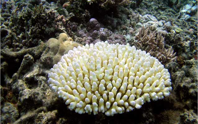 A white coral reef organism A white coral reef organism