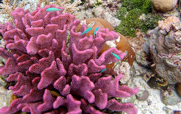 Image of pink coral and blue fish