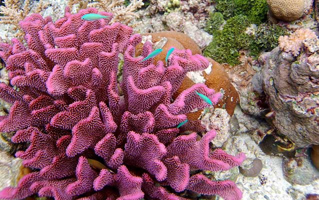 Image of pink coral and blue fish Image of pink coral and blue fish