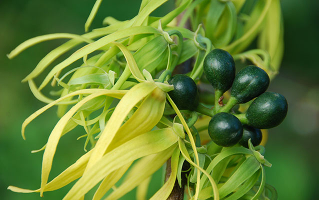 Green oval-shaped fruit and long yellow leaves on tree