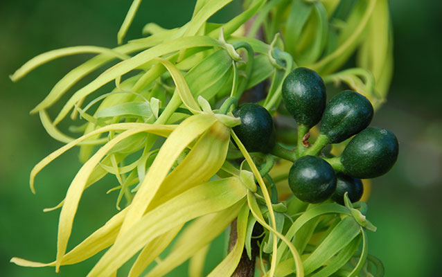 Green oval-shaped fruit and long yellow leaves on tree Green oval-shaped fruit and long yellow leaves on tree