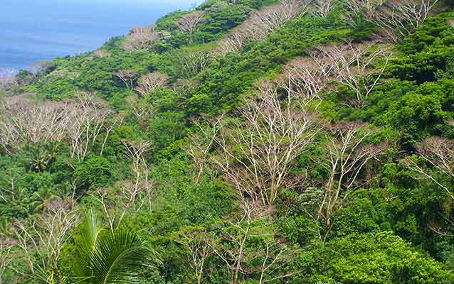 Image of tree canopy and a mixture of green and dead trees Image of tree canopy and a mixture of green and dead trees