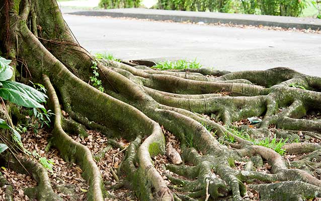 Image of a tree with numerous roots exposed Image of a tree with numerous roots exposed