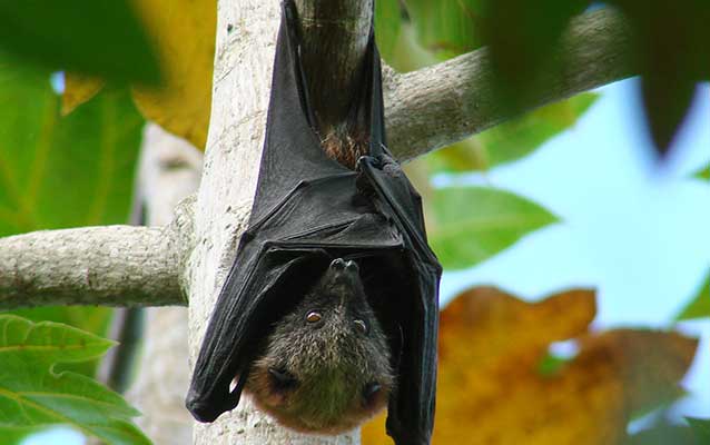 Image of fruit bat hanging upside down from tree branch in the daytime Image of fruit bat hanging upside down from tree branch in the daytime
