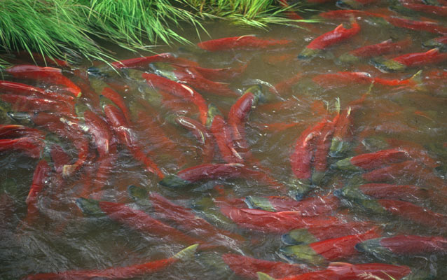 Sockeye Salmon spawning. Sockeye Salmon spawning.