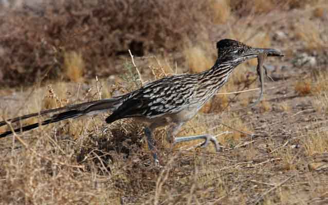 Roadrunner with lizard in beak Roadrunner with lizard in beak