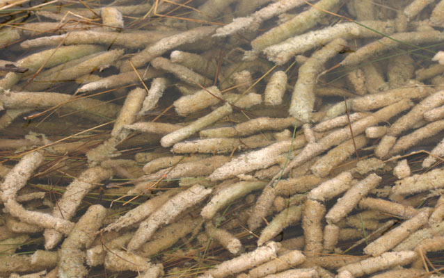 Periphyton algea Periphyton algea