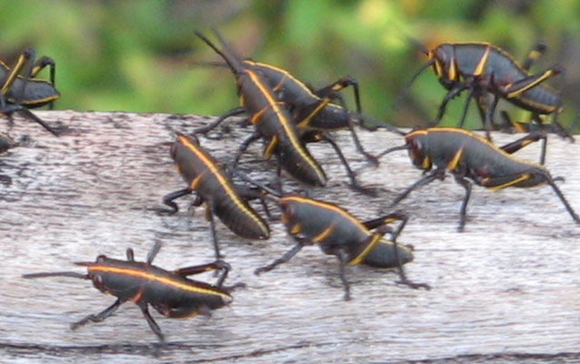 Baby Lubber Grasshoppers