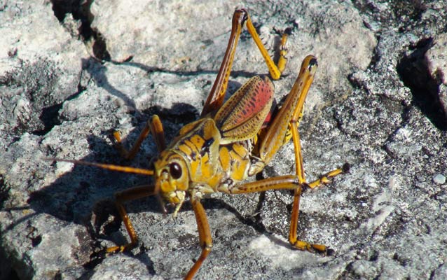 Lubber Grasshopper