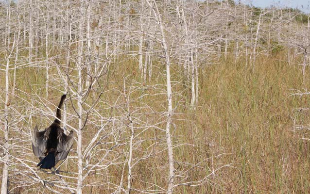 Anhinga Bird
