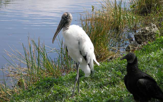 Woodstork and Vulture