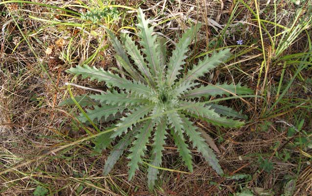 Native Thistle