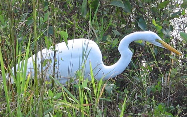 Egret hunting