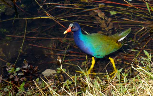 Purple Gallinule
