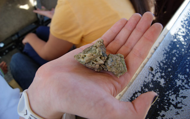 Periphyton in hand